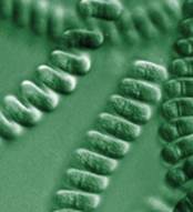 http://www.akuatik.com.tr/images/Spirulina-platensis-2.jpg