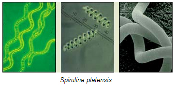 http://www.akuatik.com.tr/images/spirulina_platensis.jpg